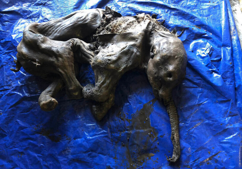 На золотых приисках Клондайка нашли мумифицированного мамонтенка