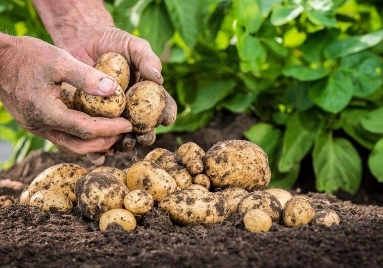В Азербайджане выведены новые сорта картофеля и помидоров