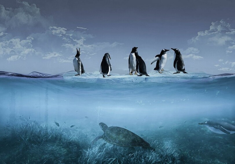 Обнаружены останки самого крупного из когда-либо известных пингвинов на Земле
