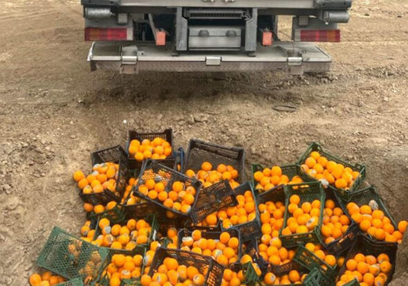 В импортируемых в Азербайджан из Турции апельсинах обнаружен вредоносный организм (Фото)