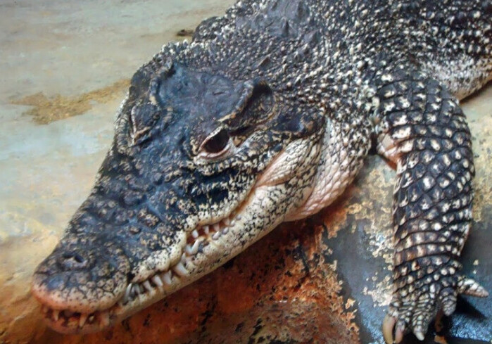 Крокодилы-«зомби» оккупировали реку в Бразилии (Видео)