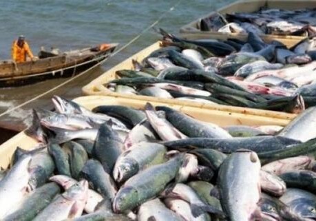 Морские ежи и рыба из Мурманска могут поставляться в Азербайджан