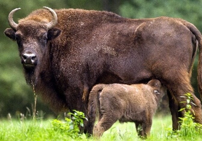 В Шахдагском национальном парке родился еще один детеныш зубра (Фото)