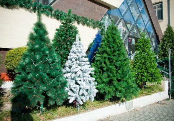 В Баку продаются елки по цене автомобиля (Видео) 