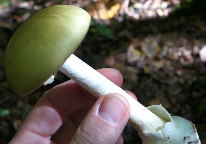 Найдено противоядие для самого ядовитого в мире гриба — бледной поганки