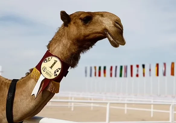 В Катаре проходит конкурс красоты среди верблюдов (Видео)