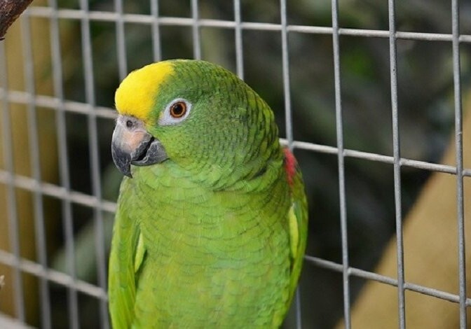 В Баку несовершеннолетние украли из зоомагазина 8 попугаев