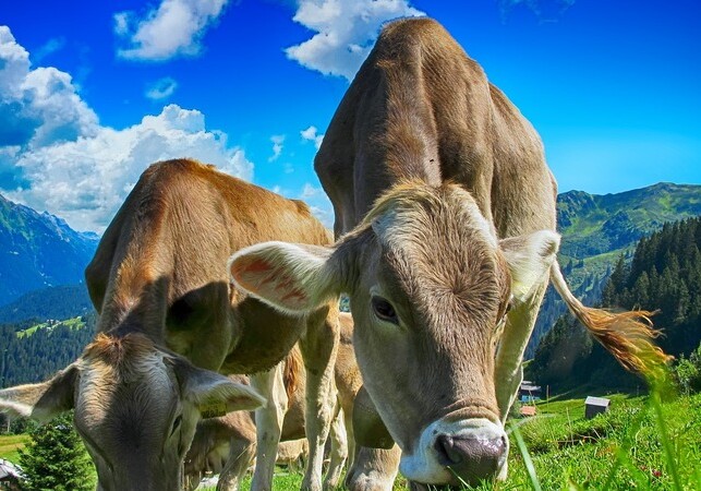 АПБА: Запрещен ввоз в Азербайджан крупного рогатого скота и птицы из двух стран