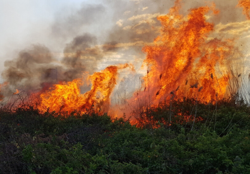 Тушение пожаров в Габале, Шабране, Губе и Сиязяне продолжается (Видео)