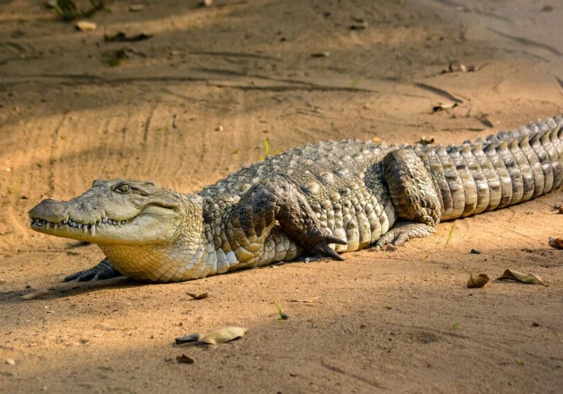 Изучение крокодилов поможет людям в борьбе с серьезными инфекциям