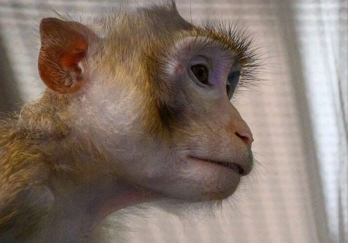 Эмбрионы из столовых клеток успешно имплантировали обезьянам