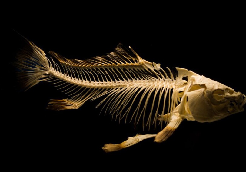 Ученые нашли недостающее звено эволюции, изучив мозг ископаемых рыб