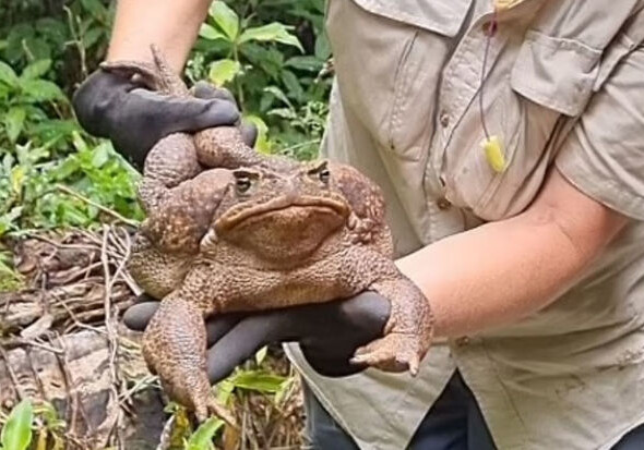 Крупнейшую в мире тростниковую жабу нашли в нацпарке Австралии (Фото-Видео) 