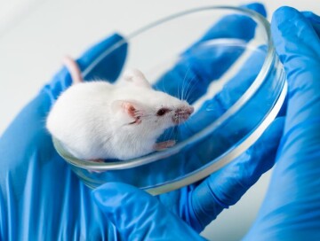 Японские ученые впервые в мире клонировали мышей из клеток мертвой кожи