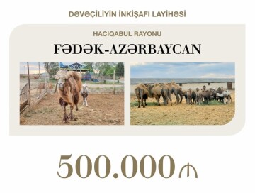 В Азербайджане выделен льготный кредит на развитие верблюдоводства