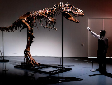В Нью-Йорке выставят на аукцион скелет динозавра возрастом 76 млн лет