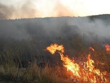 В центре лесного хозяйства в Лянкяране вспыхнул пожар