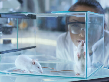 Биологи помогли слепым мышам отрастить новые нервы и вернуть зрение