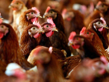 В Нидерландах из-за птичьего гриппа уничтожили 24 тысячи кур