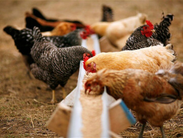 Продажа ряда кормов и кормовых добавок в Азербайджане освобождена от НДС