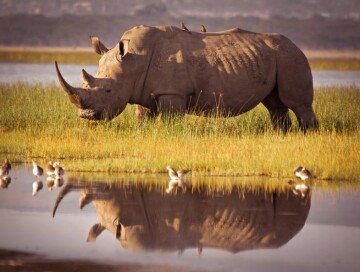 В Мозамбике вновь появились носороги, вымершие 40 лет назад