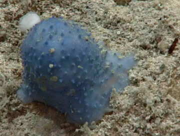 Неизвестное голубое существо обнаружили на дне Карибского моря