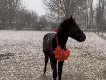 Китай впервые клонировал коня для скачек (Видео)