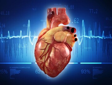 Ученые обнаружили необратимый процесс в человеческом сердце