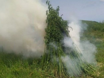 В Геранбое уничтожено более полутора тонн кустов конопли (Фото)