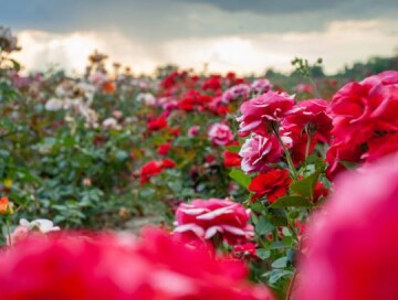 Азербайджанские компании планируют продавать цветы в ОАЭ и Катар