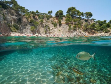 Средиземное море перегрелось до критических температур — вымирает флора и фауна