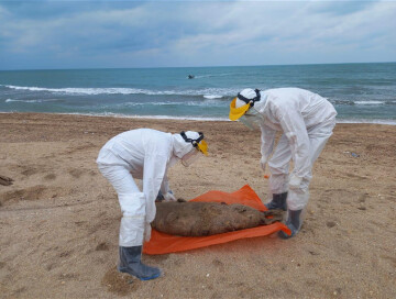 С туш тюленей, найденных в азербайджанском секторе Каспийского моря, взяты пробы (Фото)