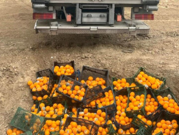 В импортируемых в Азербайджан из Турции апельсинах обнаружен вредоносный организм (Фото)