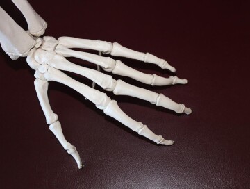 Ученые нашли биоматериал, который заменит человеческие кости