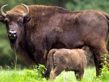 В Шахдагском национальном парке родился еще один детеныш зубра (Фото)
