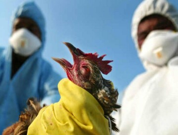 В Азербайджане создана рабочая группа по мониторингу птичьего гриппа