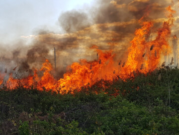 В Шабранском и Загатальском районах продолжается борьба с пожаром