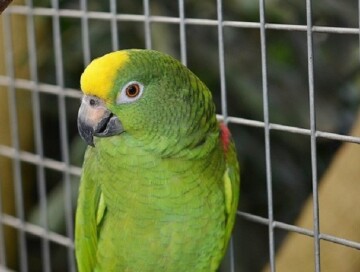 В Баку несовершеннолетние украли из зоомагазина 8 попугаев