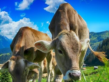 АПБА: Запрещен ввоз в Азербайджан крупного рогатого скота и птицы из двух стран
