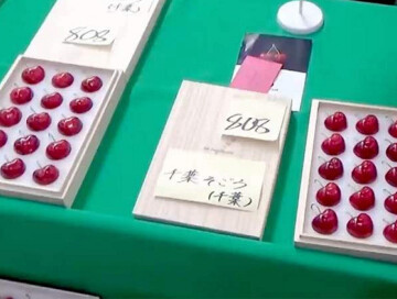 В Японии продали черешню редкого сорта по 300 долларов за ягоду