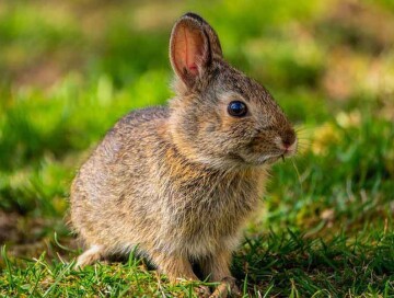 Новая технология ДНК: мыши и кролики оказались родственниками человека