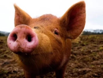 «Не так мертво, как казалось»: ученые смогли оживить органы свиньи через час после смерти - Что сулит это открытие?