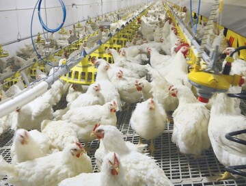 В Японии из-за вспышки птичьего гриппа  уничтожат 110 тыс. кур
