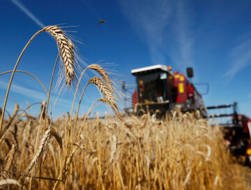 Цена пшеницы в Европе достигла рекордных €438,25 за тонну