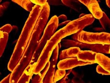 Открыт антибиотик, который убивает только бактерии возбудителя туберкулеза
