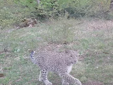 В Гирканском парке леопард попал в объектив камеры (Видео)