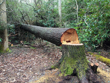 Упавшее дерево стало причиной гибели жителя Огузского района