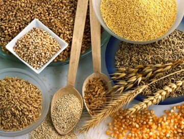 В Азербайджане создаются новые сорта зерновых и бобовых