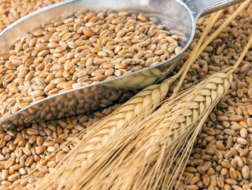 Турция заявила, что достигла прогресса с Россией по вывозу украинского зерна