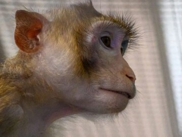 Эмбрионы из столовых клеток успешно имплантировали обезьянам